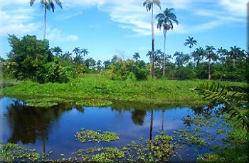 ROYAL PALM RESERVE